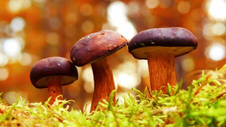 How Does Mushroom Coffee Work? Understanding Its Mechanisms and Effects.